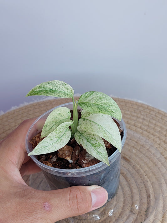Monstera Adansonii Laniata Mint #1