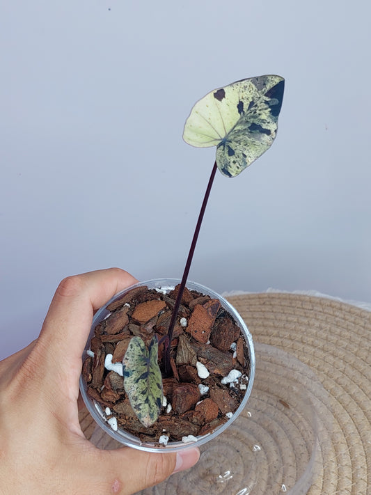Colocasia Mojito(Small) 2