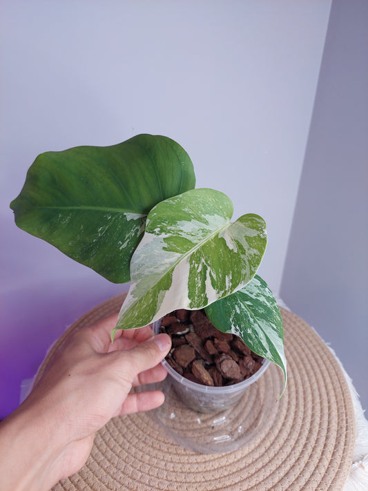 Monstera Borsigiana Albo Variegated - 1