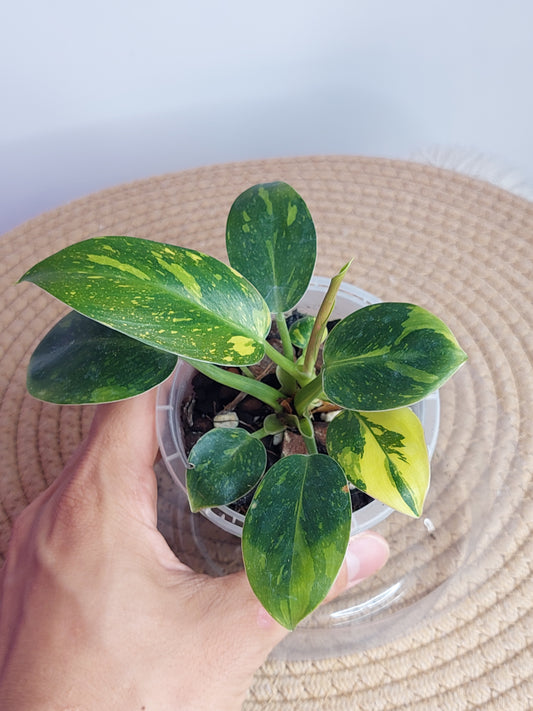 Philodendron Nuclear Congo(2 heads) - 1