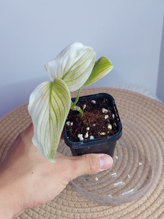 Scindapsus White Monster - 1