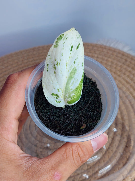 Scindapsus Silver Splash Variegated - 1