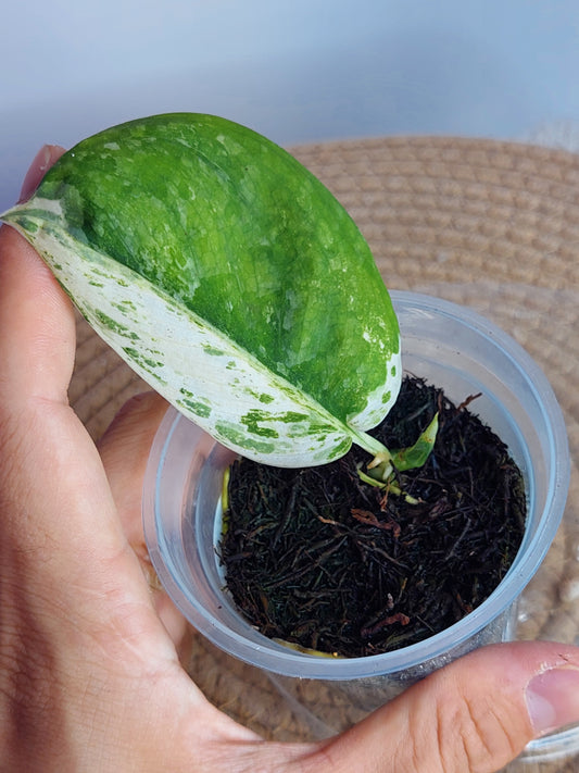 Scindapsus Creme Brulee Variegated - 1