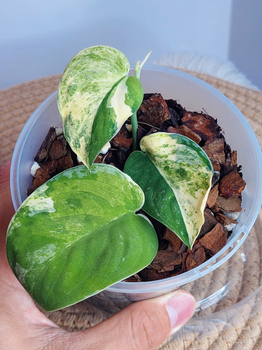 Scindapsus Mangurai Variegated - 1