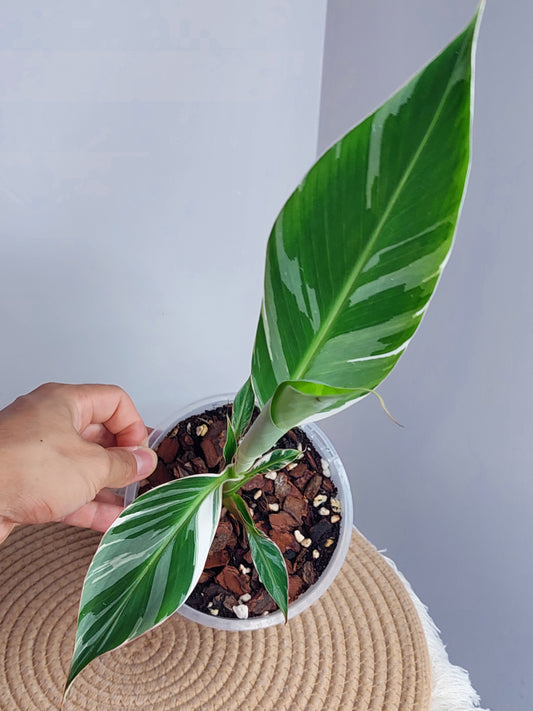 Banana Variegated - 1