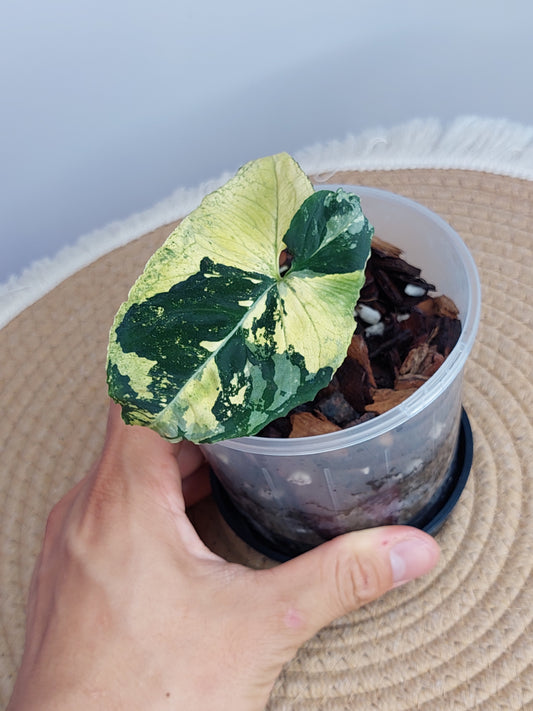 Syngonium Scrambled Eggs A