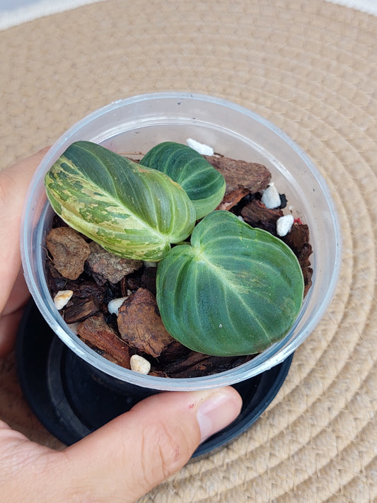 Philodendron Melanochrysum Variegated A
