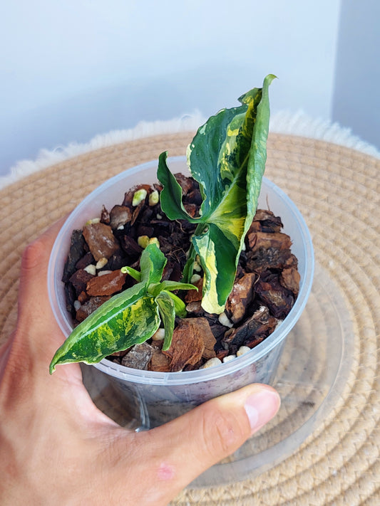 Syngonium Scrambled Eggs (1)