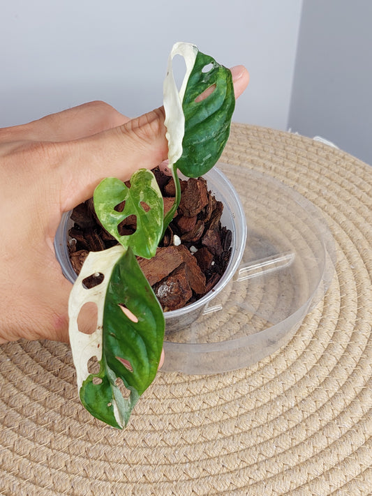 Monstera Monkey Mask(Adansonii) Variegated (A)