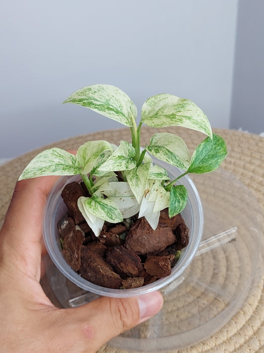Monstera Adansonii Laniata Mint / 3 heads (A)