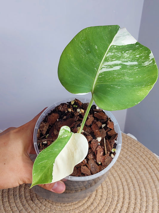 Monstera Borsigiana Albo Variegated (A)