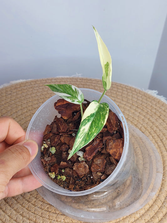 Epipremnum Pinnatum Albo 1