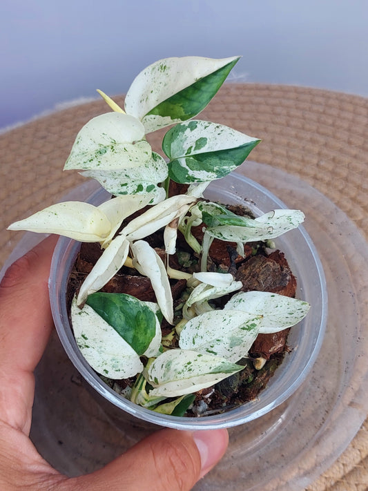 Epipremnum Pinnatum Marble 4