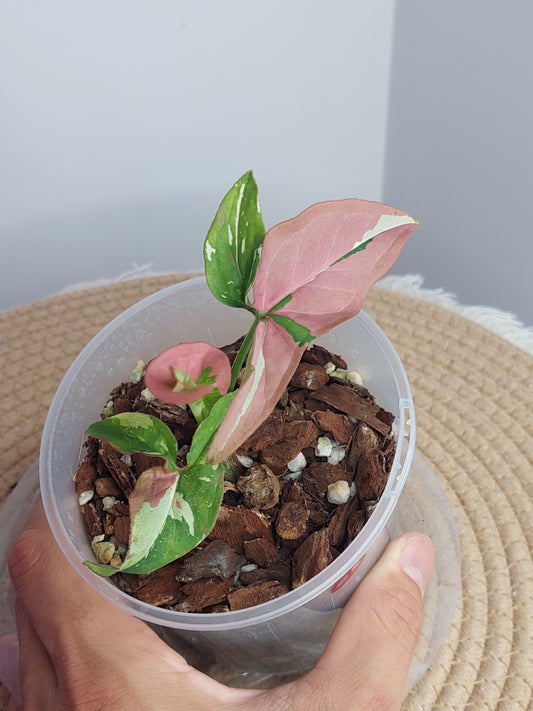 Syngonium Red Spot Tricolour 3