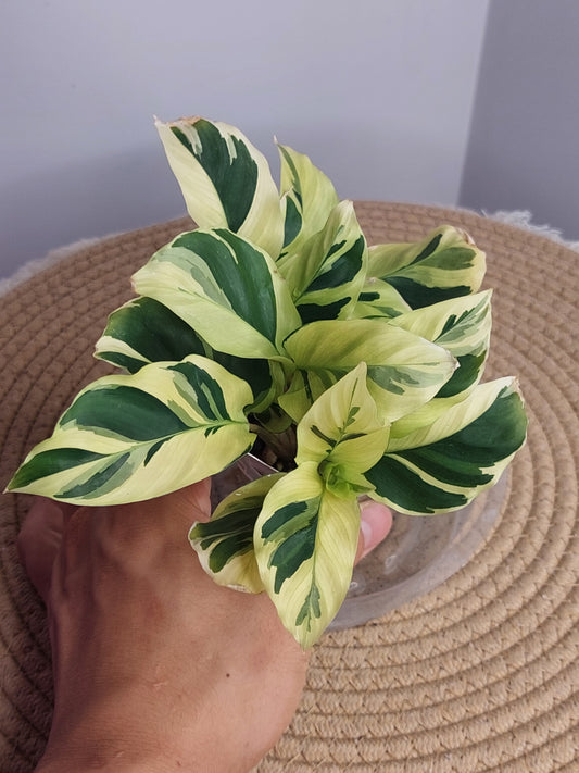 Calathea Yellow Fusion 1