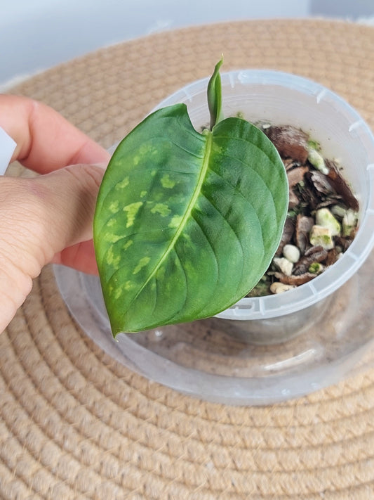 Dieffenbachia Reflector 1