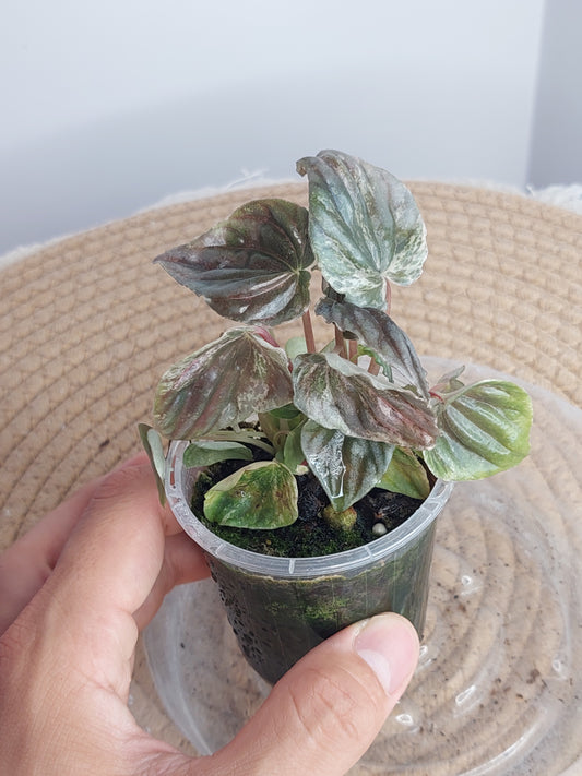Peperomia Pink Lady 1
