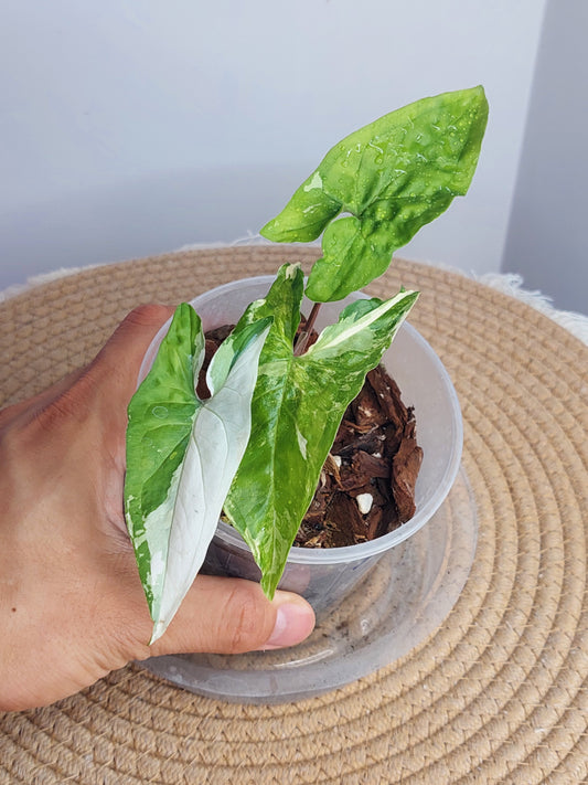 Syngonium Albo 1