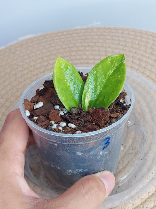 ZZ Plant Variegated 3