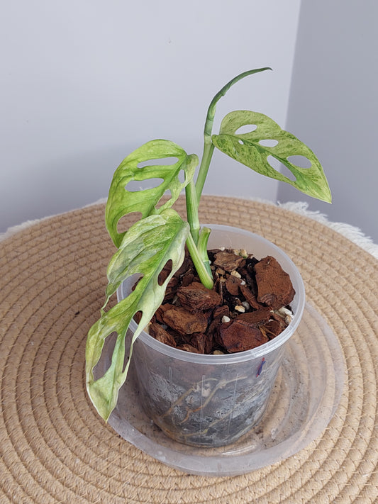 Monstera Adansonii Mint 1