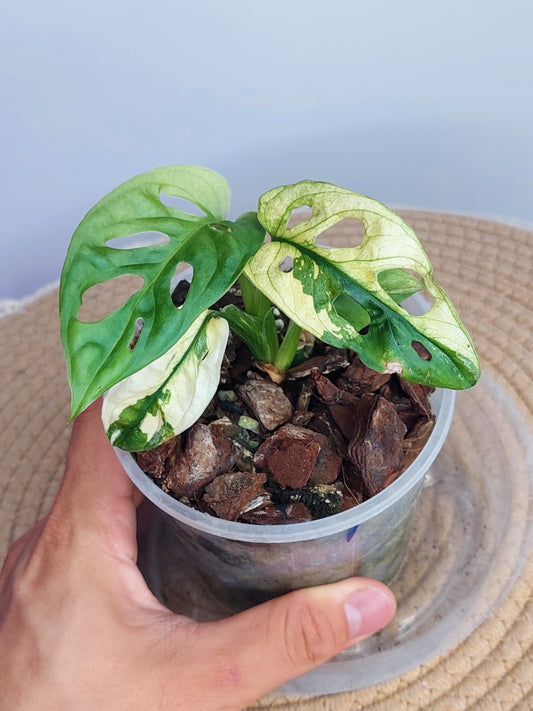 Monstera Monkey Mask(Adansonii) Variegated 1