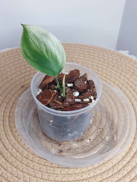 Scindapsus White Monster 1