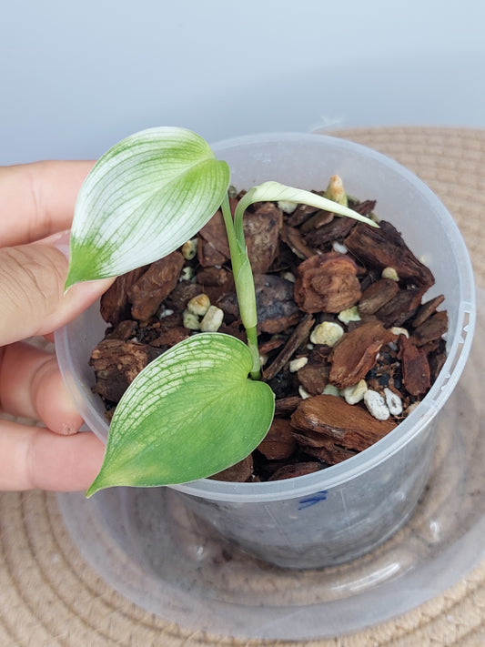 Scindapsus White Monster 3