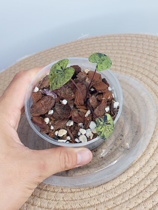 Colocasia Mojito(Small) 1