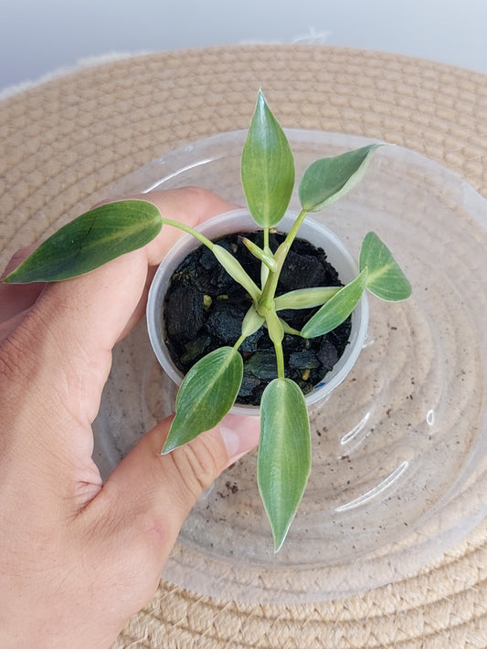 Philodendron Spiritus Sancti 1