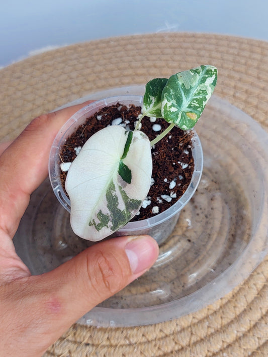 Alocasia Black Velvet Variegated(Small) 2