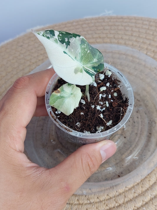 Alocasia Black Velvet Variegated(Small) 3
