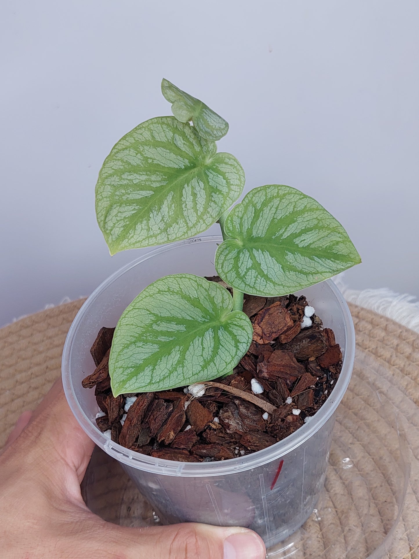 Monstera Dubia 1