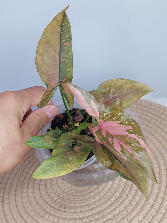 Syngonium Pink Splash 1