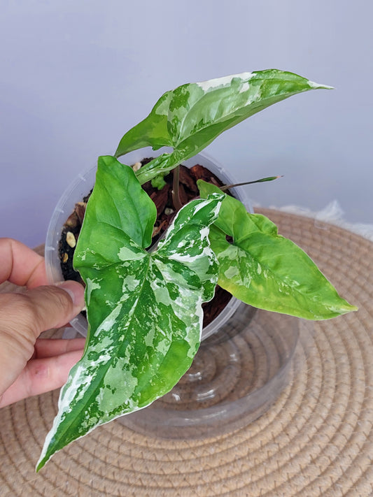 Syngonium Albo 1