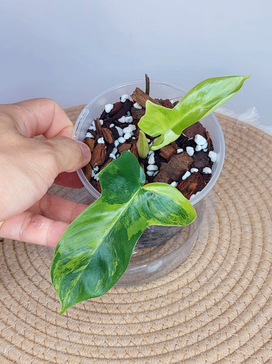 Philodendron Florida Beauty variegated 1