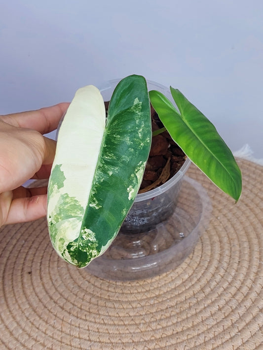 Philodendron Burle Marx variegated 1