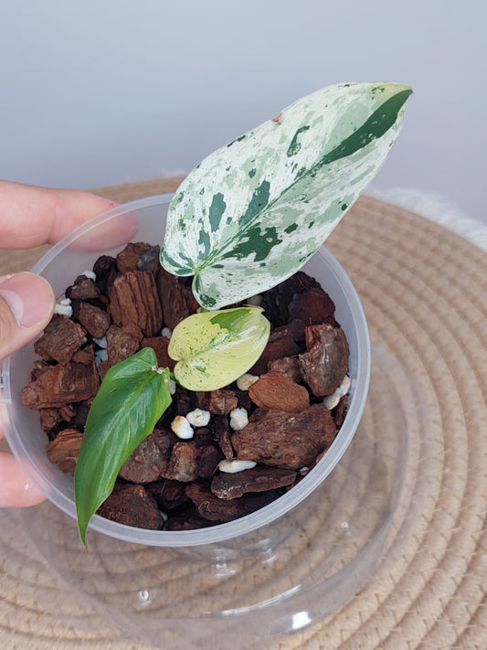 Philodendron Imbe Variegated 1