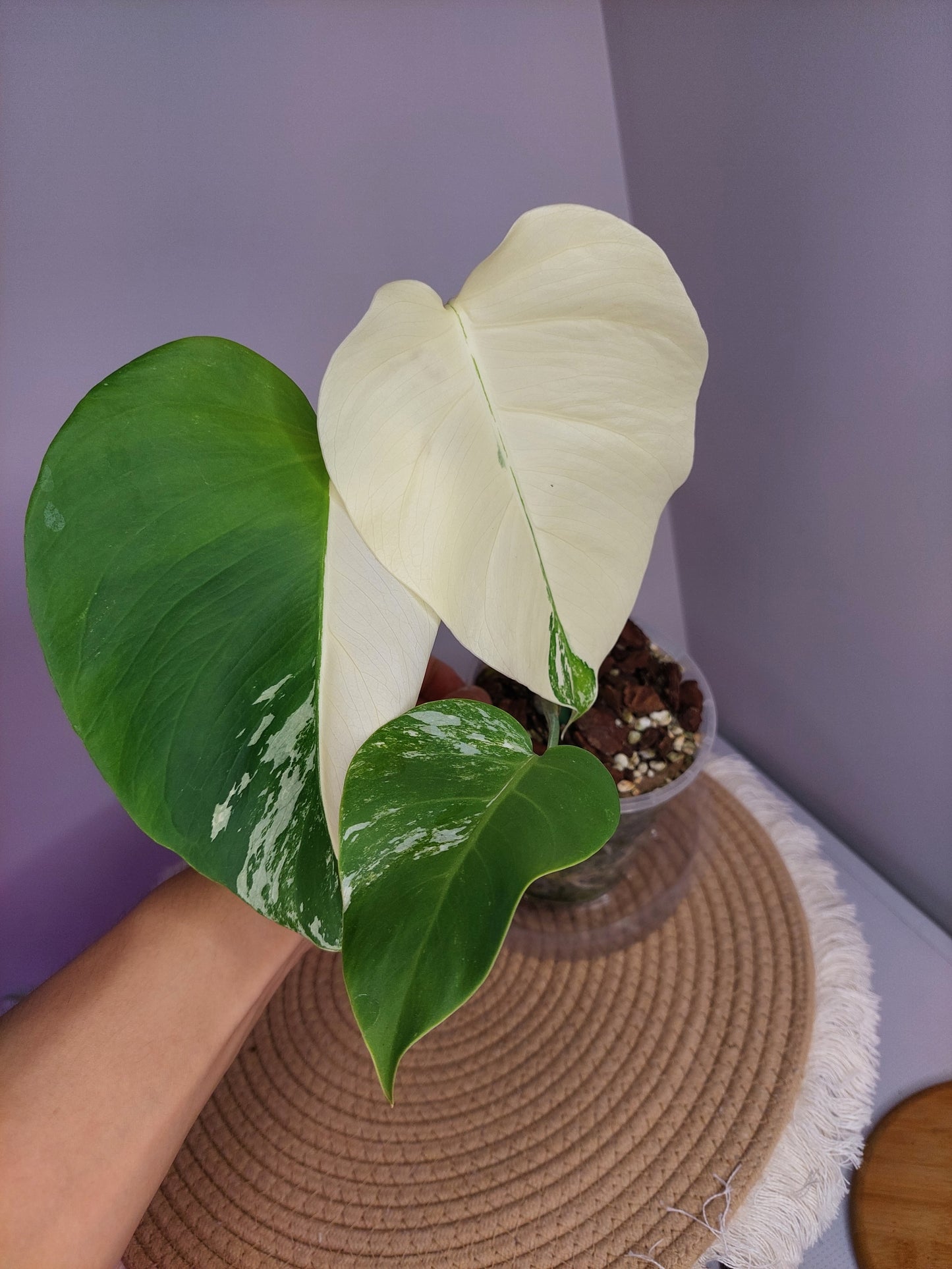 Monstera Borsigiana Albo Variegated 1
