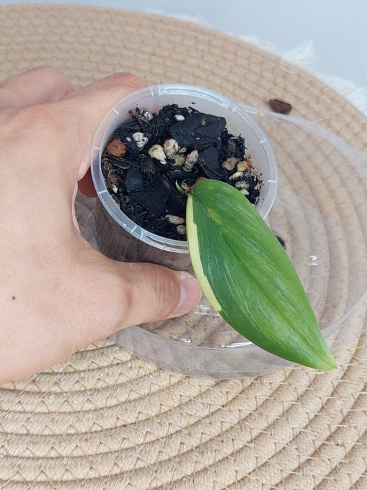 Scindapsus Rubicon Variegated 1