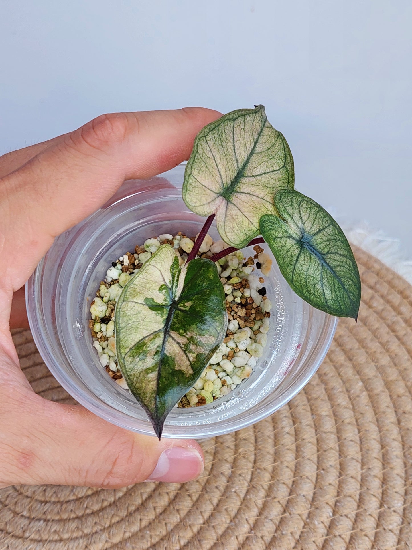 Alocasia Yucatan Princess Variegated #1