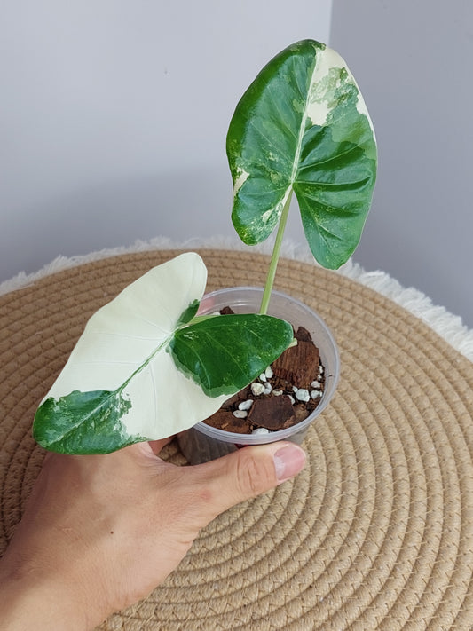 Alocasia Macrorrhiza Variegated #1