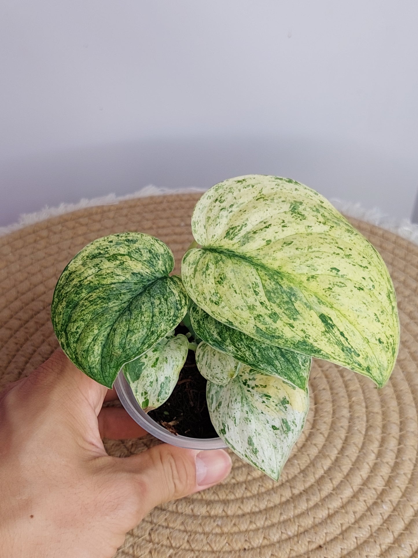 Scindapsus Creme Brulee Variegated #1