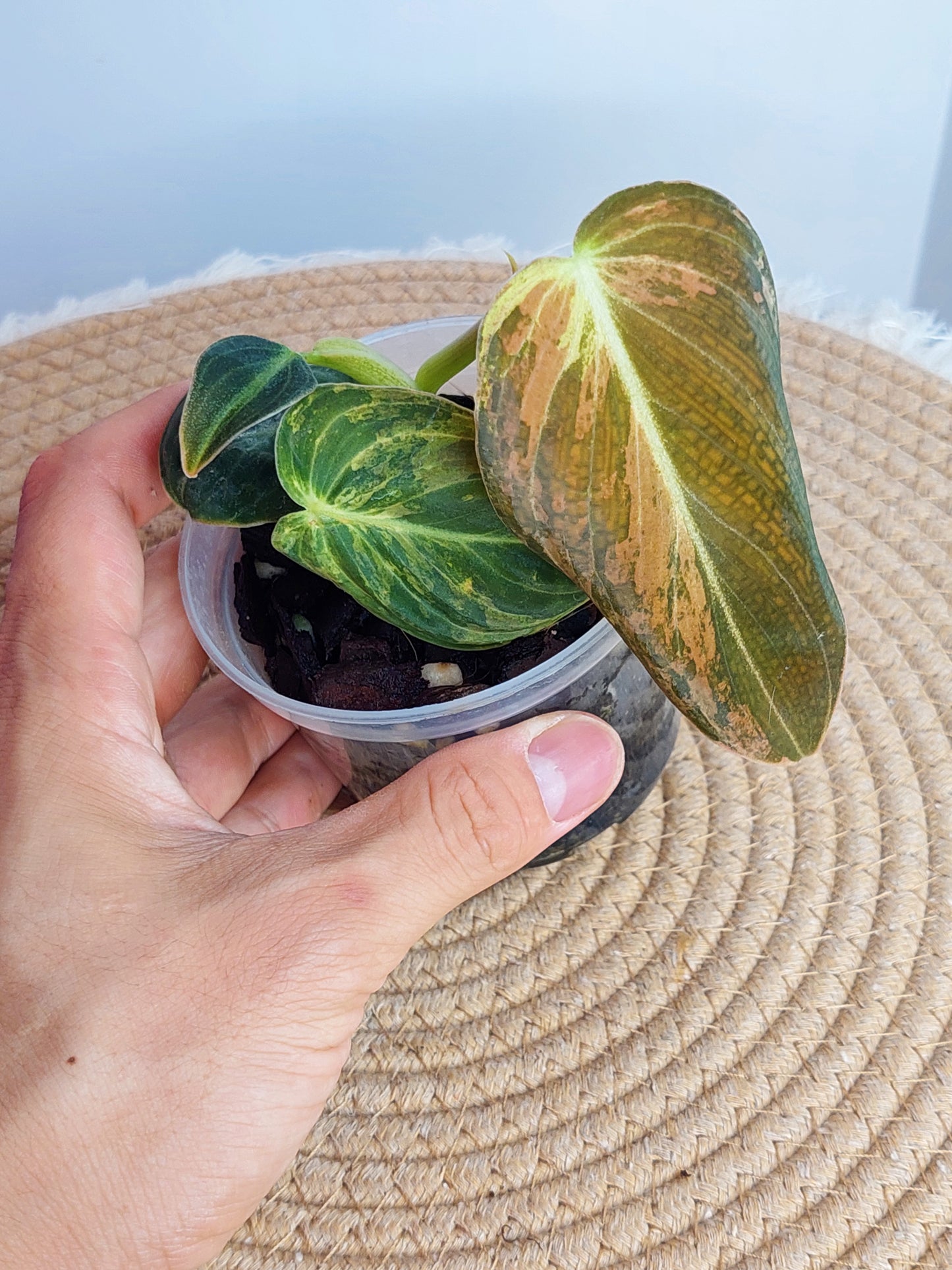 Philodendron Melanochrysum Variegated #1