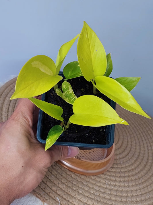 Epipremnum Aureum-Neon (A)