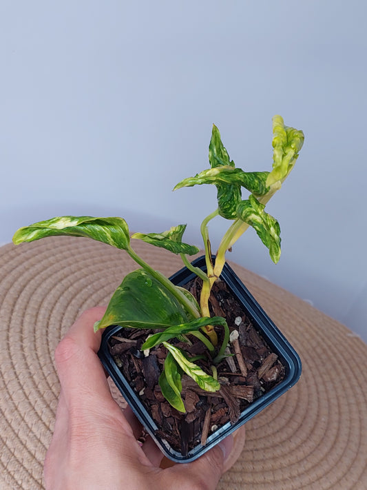 Pothos Shangri La (A)