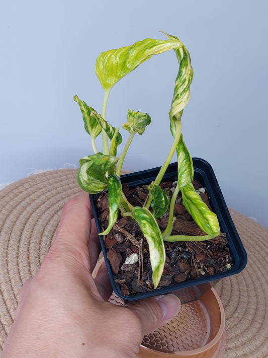 Pothos Shangri La (B)