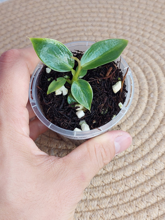 Philodendron Spiritus Sancti -1
