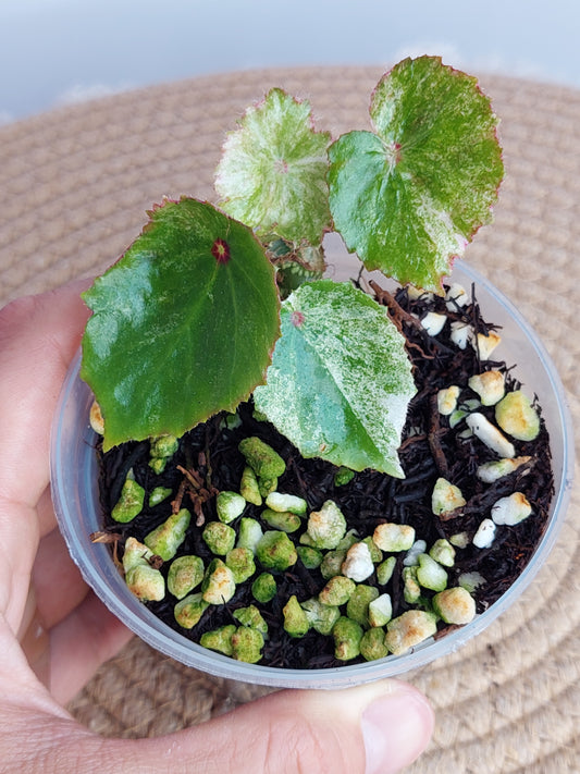 Begonia Rouge Variegated -1