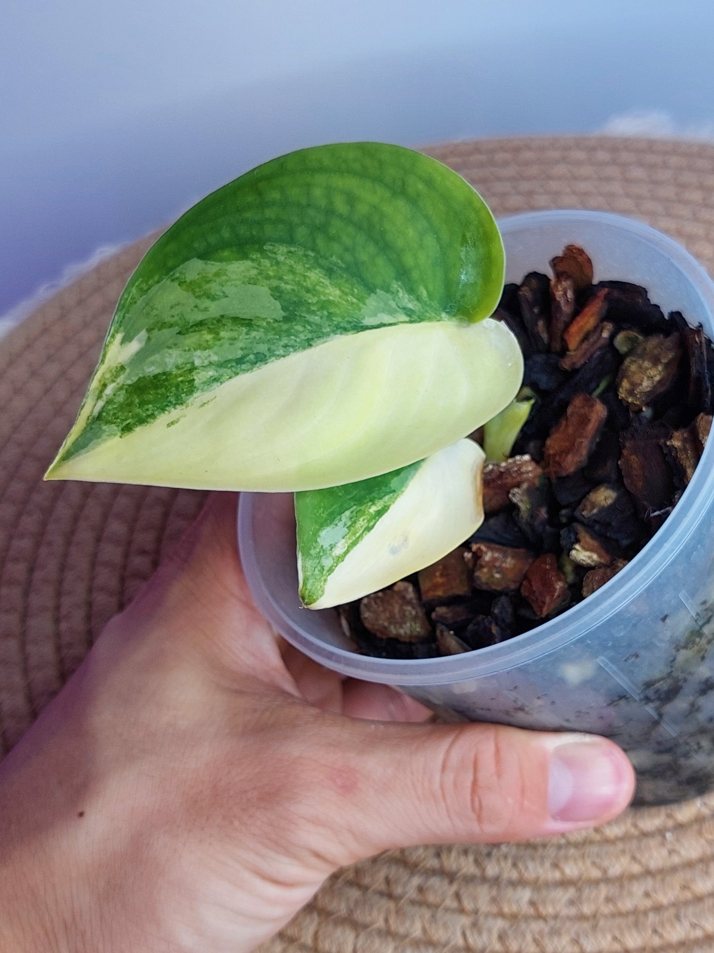 Scindapsus Jade Satin Variegated -1