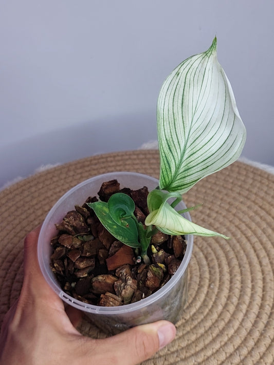 Scindapsus White Monster -1